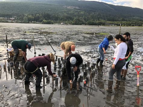 Improving geoduck aquaculture through “hardening”