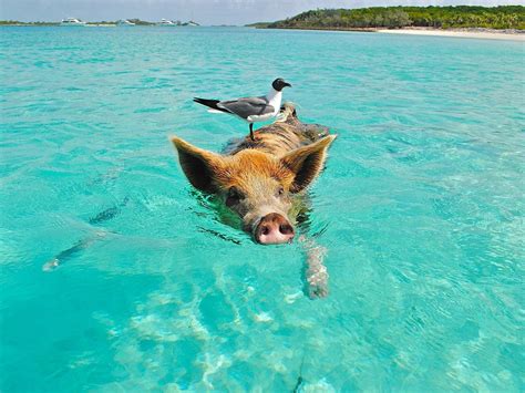 10 Things To Do in Exuma Bahamas Including Swimming Pigs