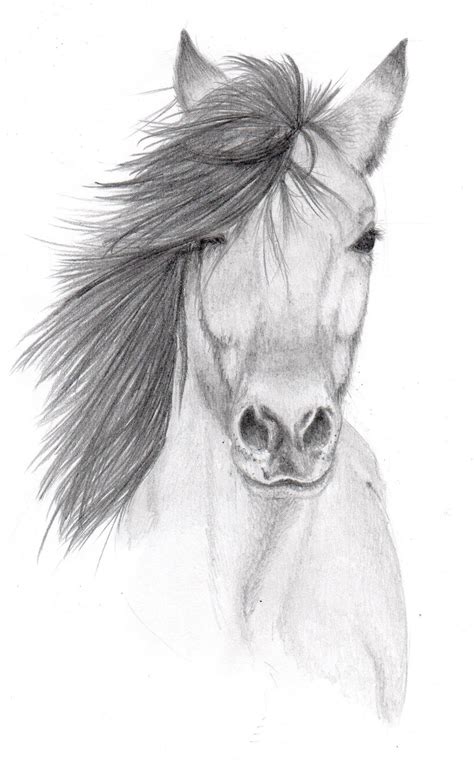 Horse Pencil sketch by Vulpes-Corsac on DeviantArt