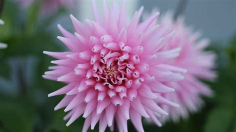 Chrysanthemum Meaning and Symbolism – Blossmcart Flowers