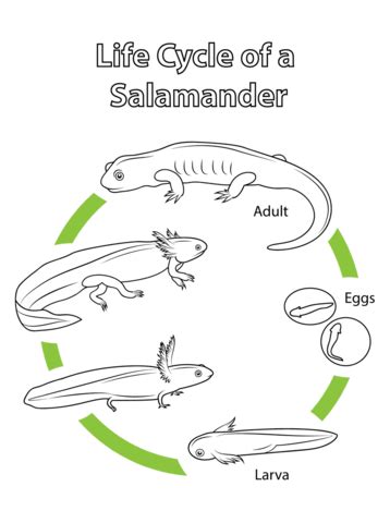 Life Cycle of a Salamander Coloring page Nature Kids, Nature Study, Nature Animals, Sequencing ...