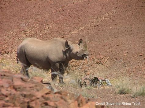 Timeline Photos - Save the Rhino International | Facebook | Rhino facts ...