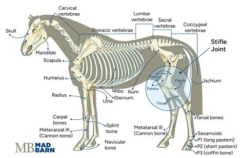 Stifle Lameness in Horses: Causes, Treatment & Prevention | Mad Barn