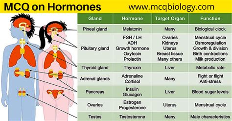 MCQ on Animal Hormones (The Endocrine System)