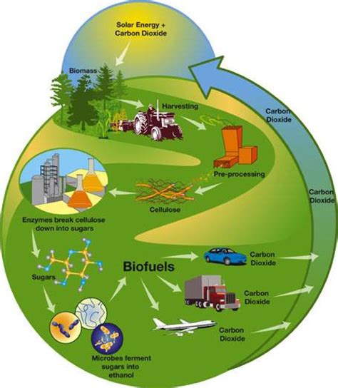 Biopaliwa z chwastów | dlapilota.pl