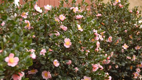 Camellia Plant Care in Pots - Back Gardener