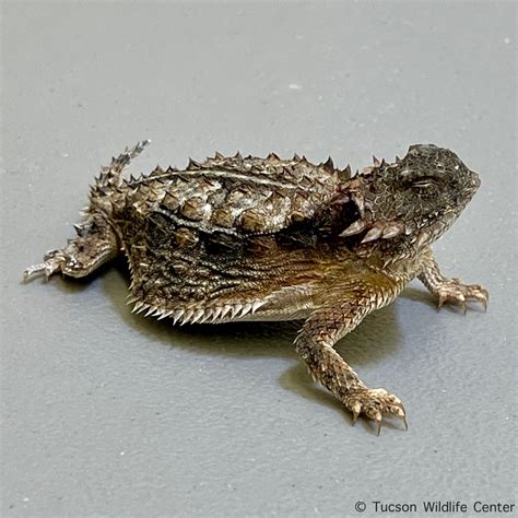 Patient of the Week: Desert Horned Lizard - Tucson Wildlife Center