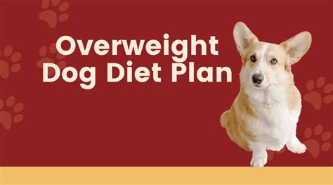 The Best Healthy Dog Diet Plan