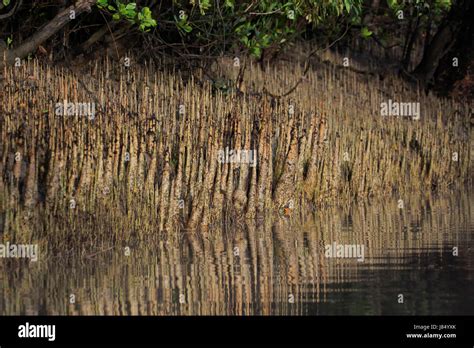 Breathing roots of mangrove tree inside the Sundarbans. Bangladesh ...