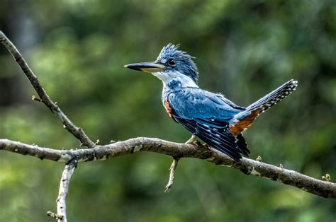 Peruvian Amazon Wildlife | Delfin Amazon Cruises