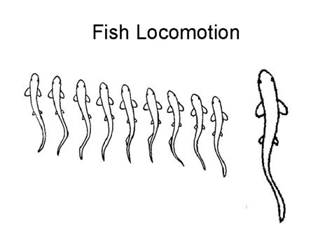 Fish Locomotion Definition The result of interactions between