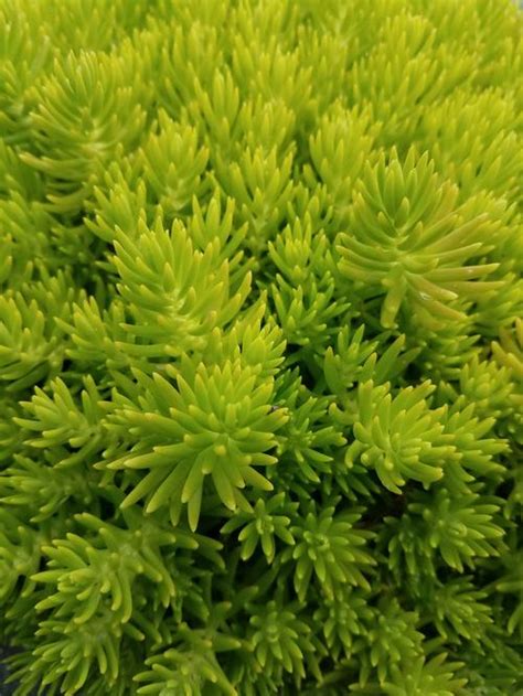 Lemon Ball Stone Crop Sedum mexicanum Lemon Ball from Pender Nursery