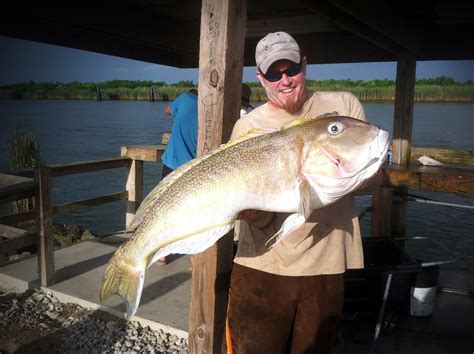 Tilefish - Tuna Fishing Venice, LA – Offshore Charter Fishing - MGFC