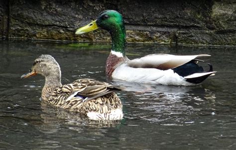 Ducks In The Pond Free Stock Photo - Public Domain Pictures