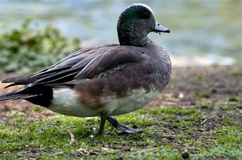 Wigeon Duck Free Stock Photo - Public Domain Pictures