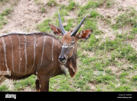 Types Of African Deer