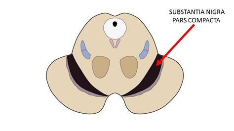 Substantia nigra pars compacta - definition — Neuroscientifically Challenged