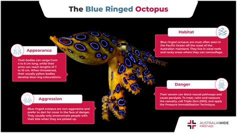 Blue Ringed Octopus Sting