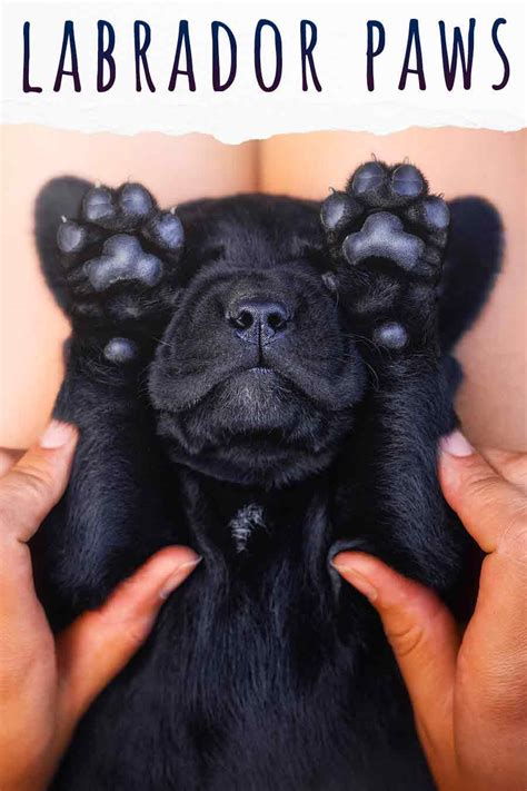 Labrador Paws - A Complete Guide To Labrador Retriever Paws