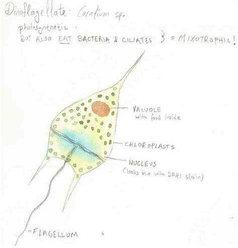 Ceratium Under Microscope