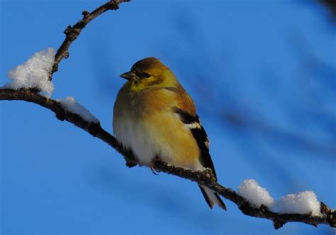 28 Wonderful Wintry Photos of Birds in Snow - Birds and Blooms