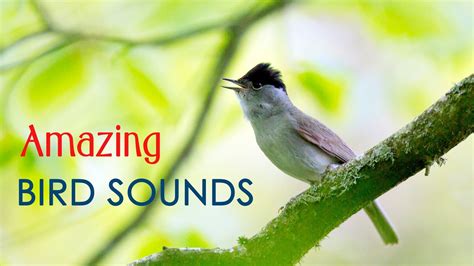 Amazing Bird Song - Incredible sound of bird singing on top of a microphone | Le chant des ...