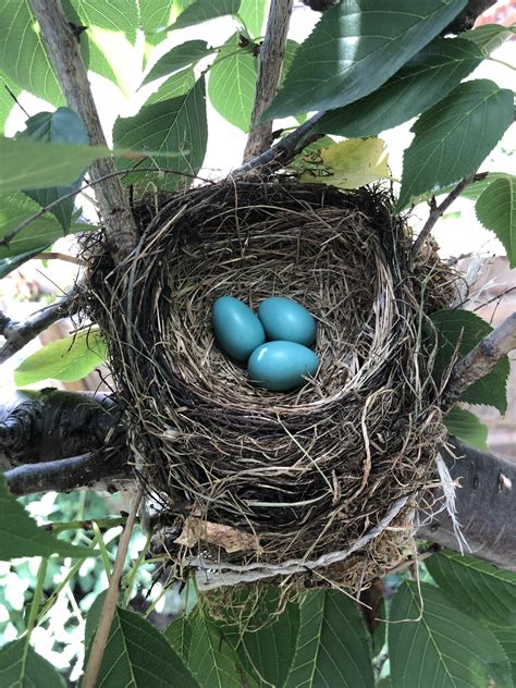 Three robin eggs in an nest in my back yard. Nothing fancy but man, were they pretty. : r/pics