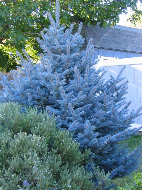 100 tree seeds rare Evergreen Colorado blue spruce seeds PICEA PUNGENS ...