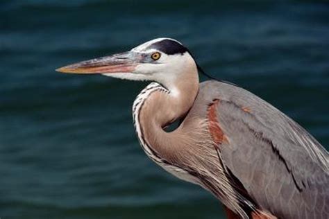 What Are the Animals That Live in Estuary Biomes? | Gone Outdoors ...