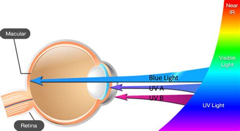 How Blue Light Affects Your Health — Eye Priority