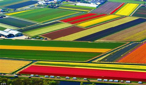 When it's spring again... The Dutch tulip fields so spectacular they ...