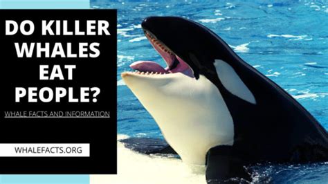 Do Killer Whales Eat People? | Science and Theories | Whale Facts