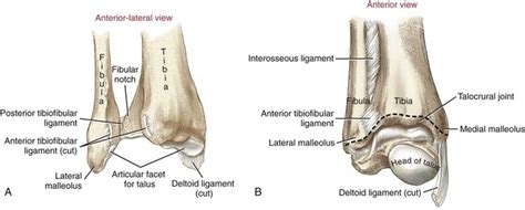 Distal Tibiofibular Joint