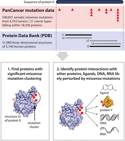 Comprehensive assessment of cancer missense mutation clustering in ...