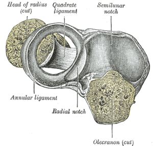 Annular Ligament - Physiopedia