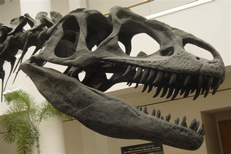 Allosaurus fragilis Dinosaur skull