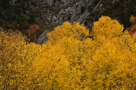 7 fun facts about Utah's new state tree, the quaking aspen - The Salt ...