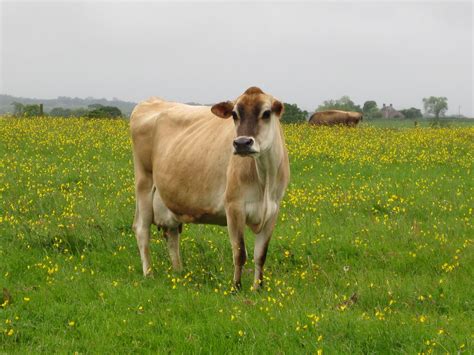 Jersey Cow – The Campaign for Real Farming