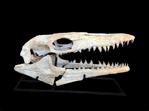 Prognathodon Mosasaur Skull for sale