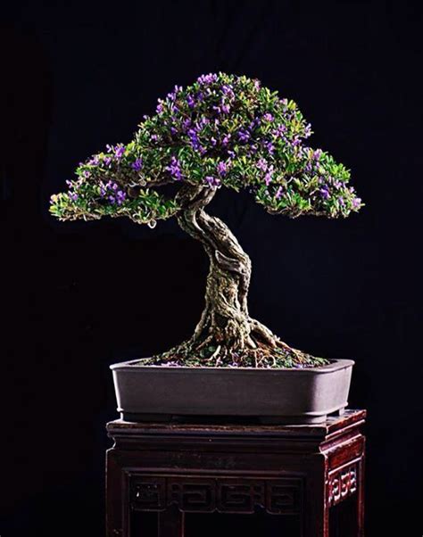 Bonsai with purple flowers | Bonsai art, Bonsai tree, Bonsai