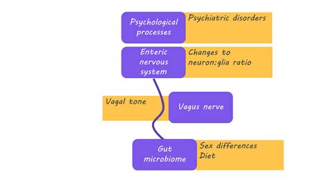 Does the Gut-Brain Axis Play a Role In the Emergence of Psychiatric ...