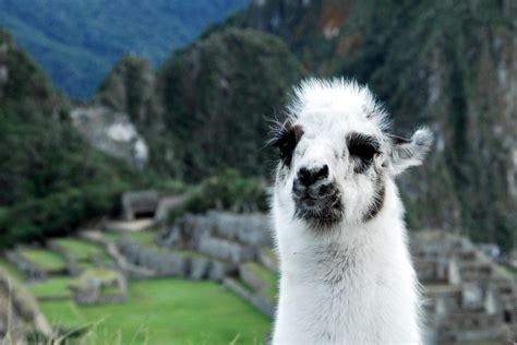 alpaca or llama | i don't know, but funny looking | Tinou Bao | Flickr