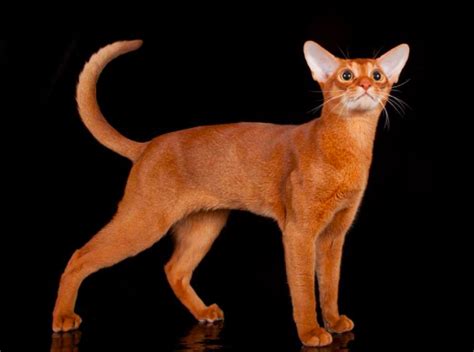 Abyssinian Cat breed info