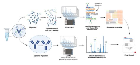 Glycan Analysis Service via LC-MS - Rapid Novor Characterization