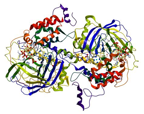 Scleroprotein Definition and Examples - Biology Online Dictionary