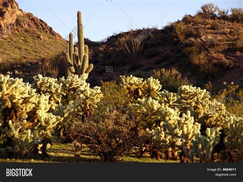 Arizona. Cacti Field Image & Photo (Free Trial) | Bigstock