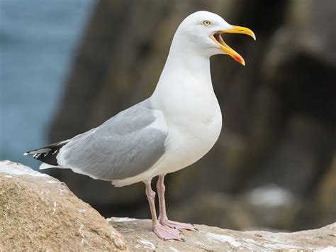 Herring Gull Bird Facts (Larus argentatus) | Birdfact