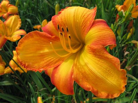 Learn All About 70 Different Daylily Varieties | HGTV