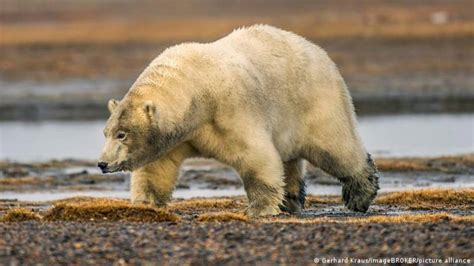 Oso polar mató a una mujer y a su hijo de un año en un ataque ...