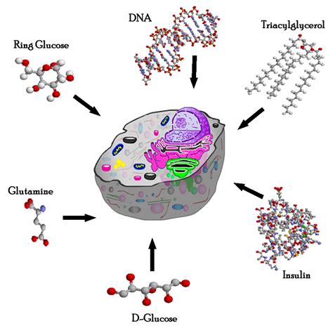 biology in daily life: Biology of Cells